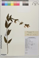藏品(細花荊芥)的圖片