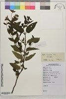 藏品(細花荊芥)的圖片