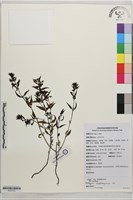 藏品(滇川山蘿花)的圖片