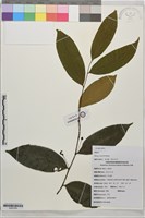 藏品(野獨活)的圖片