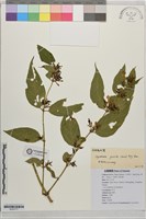 藏品(纖細風吹蕭)的圖片