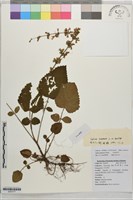 藏品()的圖片