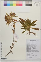 藏品(頭花龍膽)的圖片