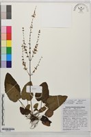 藏品(卵葉鼠尾草、菌柱紫參)的圖片