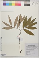 藏品(鐵力木)的圖片