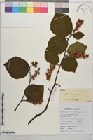 藏品(腊瓣花)的圖片