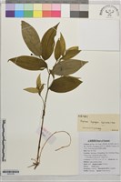 藏品()的圖片