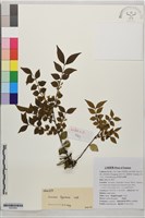 藏品(女貞葉忍冬)的圖片