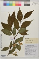 藏品(粉花野茉莉)的圖片