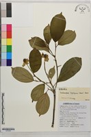 藏品(香港四照花)的圖片