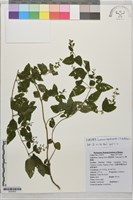 藏品(大坪子黃芩)的圖片