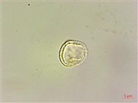 藏品(水麻)的圖片