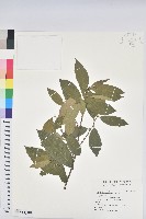 藏品(刺杜密)的圖片