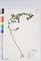 藏品(印度鐵莧)的圖片