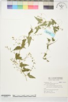 藏品(合子草)的圖片
