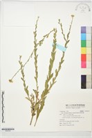 藏品(島田氏雞兒腸)的圖片