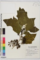 藏品(萬桃花)的圖片