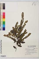 藏品(排錢樹)的圖片