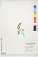 藏品(臺灣紺菊)的圖片