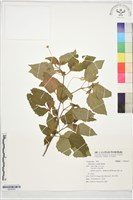 藏品(天文草)的圖片