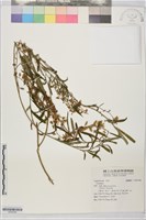 藏品(野百合)的圖片