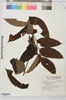 藏品(大葉捕魚木)的圖片