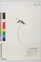 藏品(羞禮花、感應草)的圖片