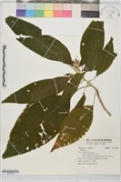 藏品()的圖片