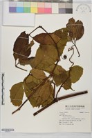 藏品()的圖片