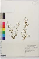 藏品()的圖片