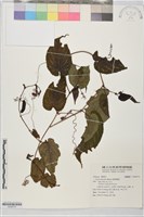 藏品(錦葉葡萄)的圖片