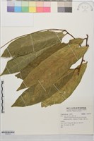 藏品()的圖片