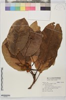 藏品(闊葉榕、高山榕)的圖片