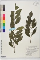 藏品(蓮花池柃木)的圖片