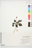 藏品(紅鳳菜)的圖片