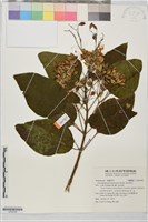 藏品(海州常山)的圖片