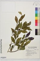 藏品(早田氏柃木)的圖片