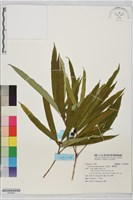 藏品(天仙果、臺灣榕)的圖片