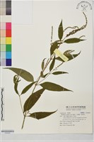 藏品(揚波、白埔姜、駁骨丹)的圖片