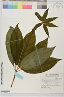 藏品(七葉一枝花)的圖片