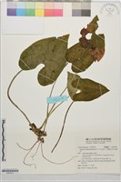 藏品(插天山細辛)的圖片