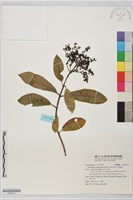 藏品(青棉花)的圖片