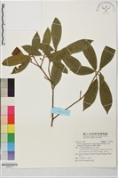 藏品(霧社木薑子)的圖片