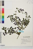 藏品(蜜蜂花)的圖片