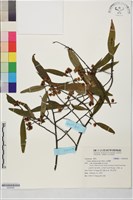 藏品(山胡椒)的圖片