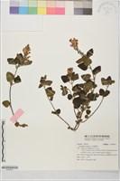 藏品(印度黃芩)的圖片