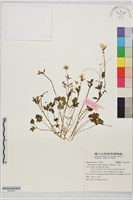 藏品(小毛茛)的圖片