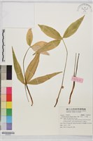 藏品(半夏、地文、三不掉)的圖片