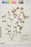 藏品(野豌豆)的圖片