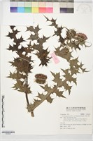 藏品(長苞小薊)的圖片